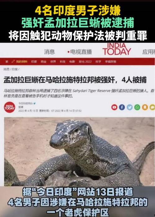 印度巨蜥爆料新闻最新版,揭秘神秘生物的生存现状与挑战 第3张 印度巨蜥爆料新闻最新版,揭秘神秘生物的生存现状与挑战 第3张